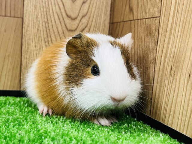 仕草がかわいい♡イングリッシュモルモット(男の子)