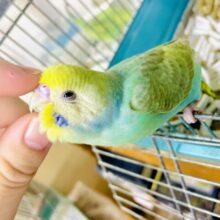 ミント🌿ちゃん！最新画像になりますよ❣️大胆にあいまいみー💚🤍💛　セキセイインコ　パステルカラーレインボー