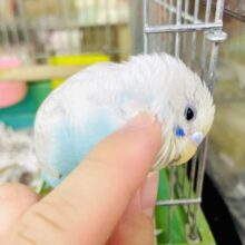 〜新松戸店⭐️キュート揺らめきセキセイ隊⭐️ミステリアスグレー❣️〜最新画像になりますよ❣️ときめいた？ミステリアスな印象でしょ〜？　セキセイインコ　グレーウィング
