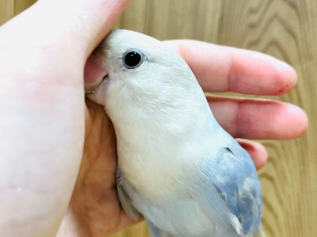 肩の上が特等席‪☆感情表現豊かなコザクラインコ(ブルーバイオレットシナモンオパーリン)