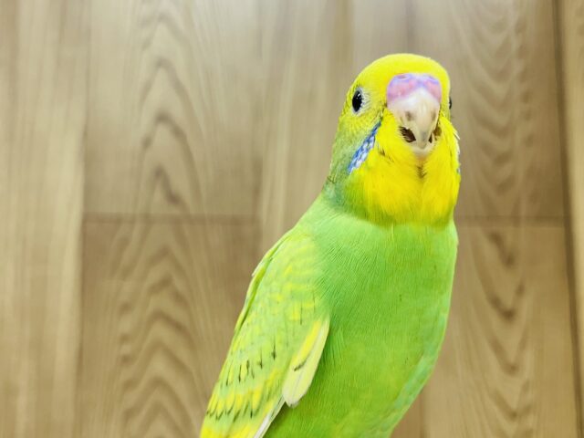 ベビーフェイスの甘えんぼ♡セキセイインコ(スパングル) ヒナ