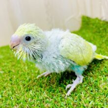 ハーブティーちゃんだよ🌿優しい色合いに包まれたコ🟢　セキセイインコ　レインボースパングル