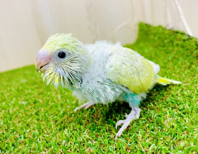 ハーブティーちゃんだよ🌿優しい色合いに包まれたコ🟢　セキセイインコ　レインボースパングル