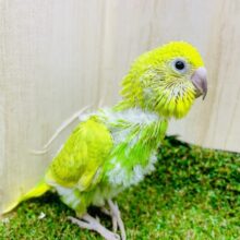 どんな時もビシッ✨とかっこつけておかないとね🎵　セキセイインコ　スパングル