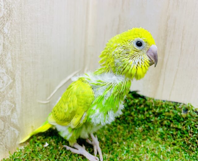 どんな時もビシッ✨とかっこつけておかないとね🎵　セキセイインコ　スパングル