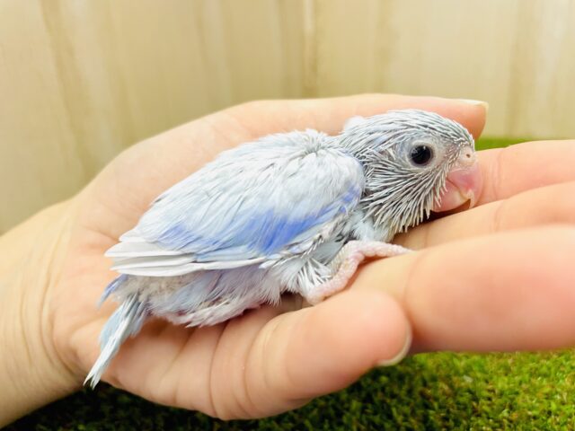 ラムネおまめるりはだよ〜🩵宜しくね🐋　マメルリハ　アメリカンホワイト　男の子