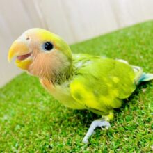 最新画像になりますよ🌟不意打ちで振り返ってイタズラしてみたり〜〜〜😋　コザクラインコ　タイガーチェリー