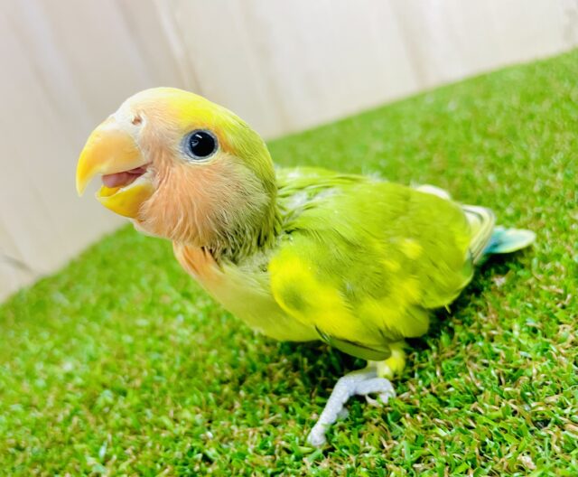 最新画像になりますよ🌟不意打ちで振り返ってイタズラしてみたり〜〜〜😋　コザクラインコ　タイガーチェリー