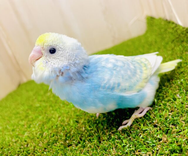 最新画像になりますよ🌟クリームソーダ飲みたいねっっっ🍹　セキセイインコ　パステルレインボーパイド