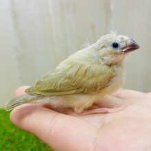 最新画像になりますよ🌟ついつい、ついついツンツンしたいの❣️ キンカ鳥　シナモン