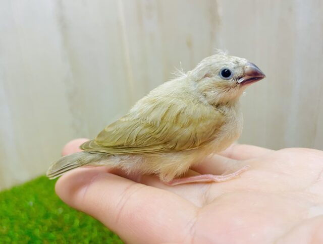 最新画像になりますよ🌟ついつい、ついついツンツンしたいの❣️ キンカ鳥　シナモン