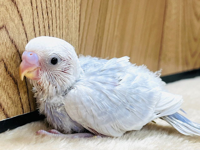 淡カラーの小柄な子🐣セキセイインコ(ライラック) ヒナ