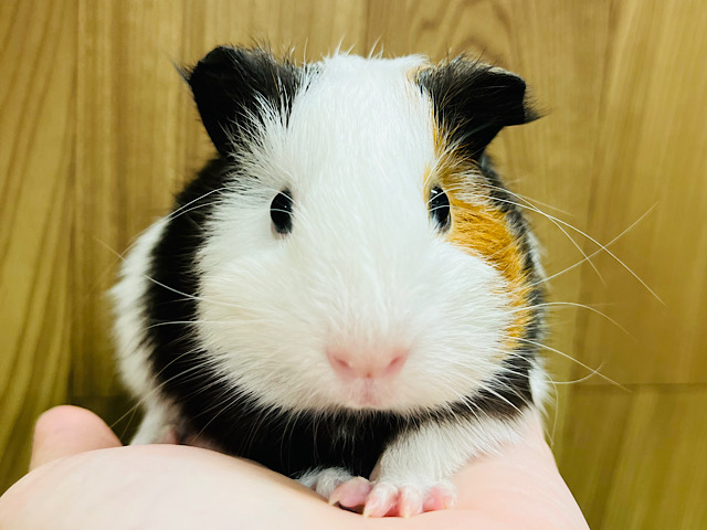 定番カラーがやっぱり人気✨️イングリッシュモルモット(女の子)