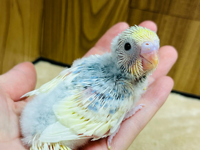 将来のカラーが楽しみ♪セキセイインコ(パステルレインボーパイド) ヒナ