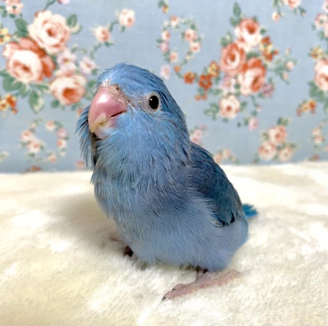 マメルリハ コバルトバイオレット 🍇💙｡・＋°｡