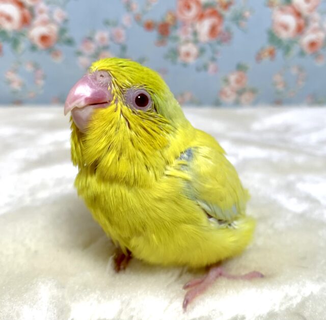 マメルリハ アメリカンイエローファロー 💛🌿‬🍎