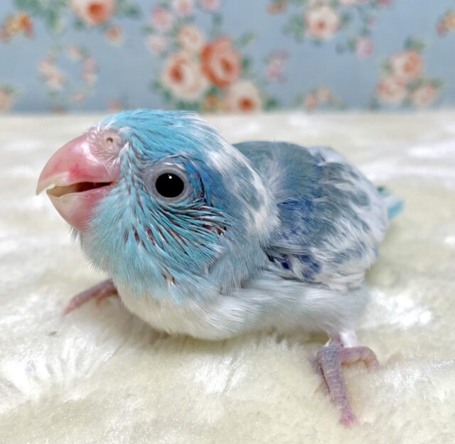 マメルリハ ヘビーパイドブルー ‎🤍💙