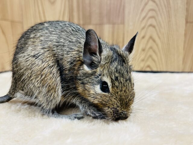 ベタ慣れ候補生🙋‍♀️デグー(ノーマル) 男の子