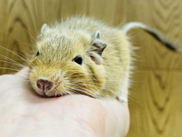 手のひらで溶けてるよ〜♡デグー(サンド) 女の子