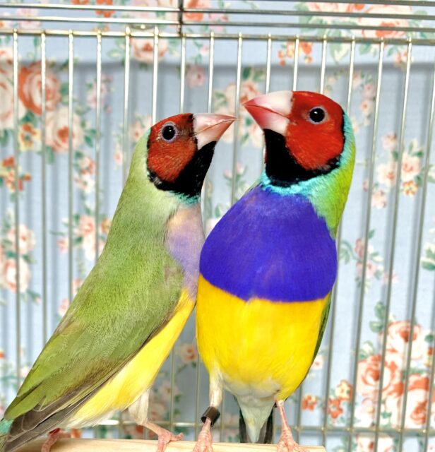 コキンチョウ  ノーマル  ペア 🌹💜💛