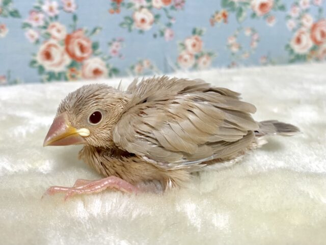 シナモン文鳥 🤎🕊｡・:＋