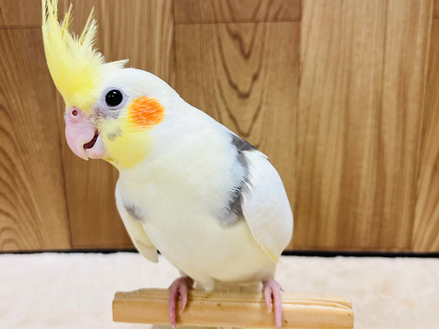 実はなでなで好きです♡オカメインコ(パイド)