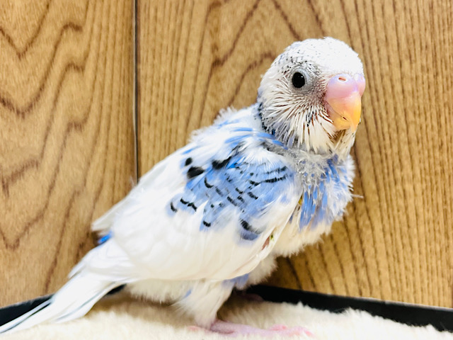 コントラストがキレイな子♡セキセイインコ(パイド) ヒナ