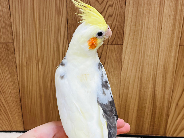 【動画更新🪄】オンリーワンカラー！？個性的な模様です♫オカメインコ(パイド)