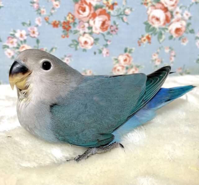 コザクラインコ ブルー系 💙🌊٭•。