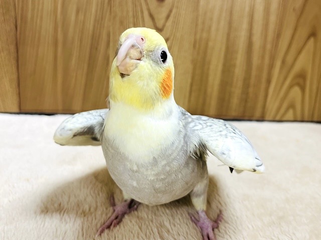 【動画更新🪄】ツンデレだけど仲良くしてくれる？‪☆オカメインコ(パールパイド)