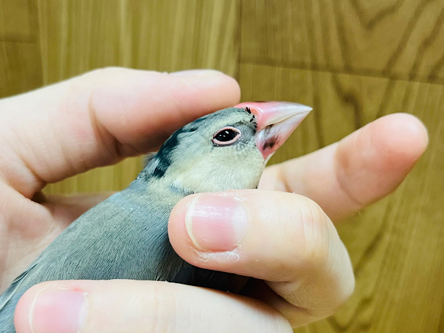 たくさん遊びたいけど甘えたい！！桜文鳥🌸