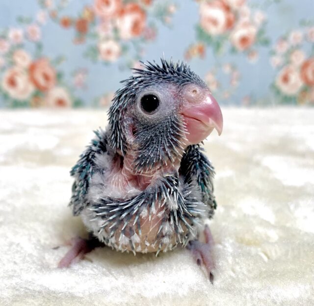 マメルリハ ブルー 女の子 💎️️🩵🫧.*