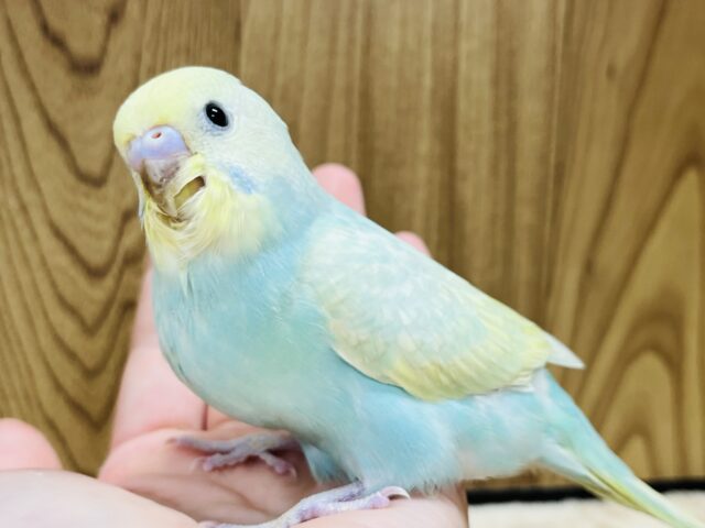 【最新画像更新🪄】癒し効果バツグン♡セキセイインコ(パステルカラーレインボー🌈) ヒナ