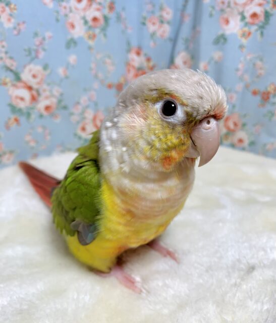 ウロコインコ  パイナップル  🍍🌿✨