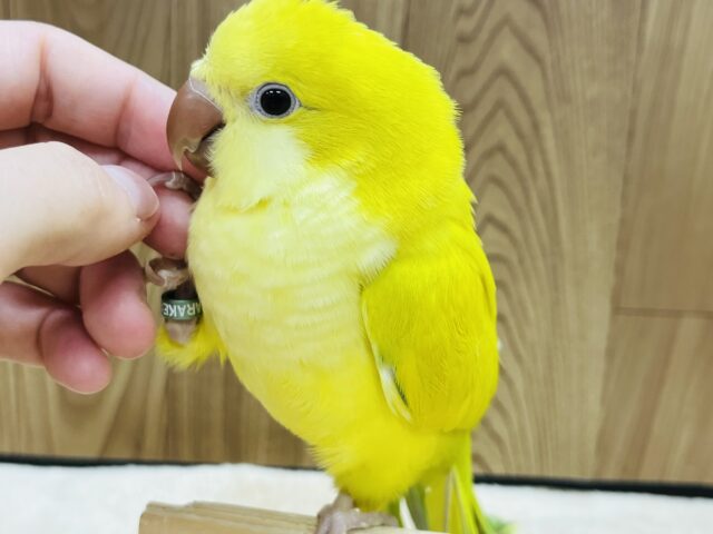 【最新画像・動画更新🪄ひとり餌になりました！】初めましてのカラーです♡オキナインコ(パリドオパーリン) ヒナ