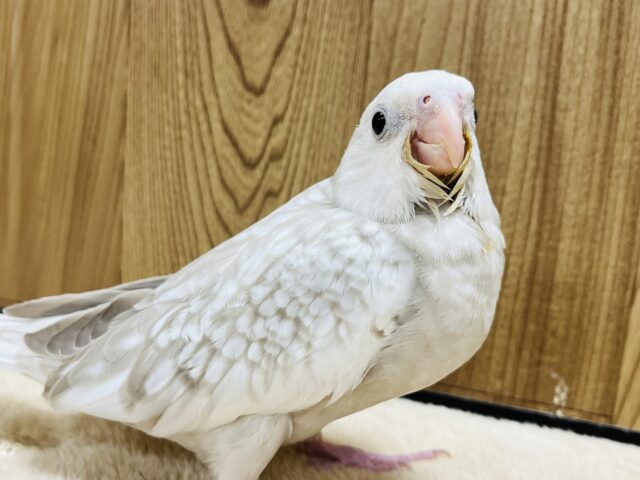 【最新画像更新🪄】ゆっくりゆっくり大きくなってね‪☆オカメインコ(WFシナモンパール) ヒナ