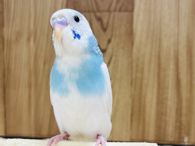 【最新画像更新🪄ひとり餌になりました！】個性的‪☆ひと味違うカラーです♪セキセイインコ(パイド) ヒナ