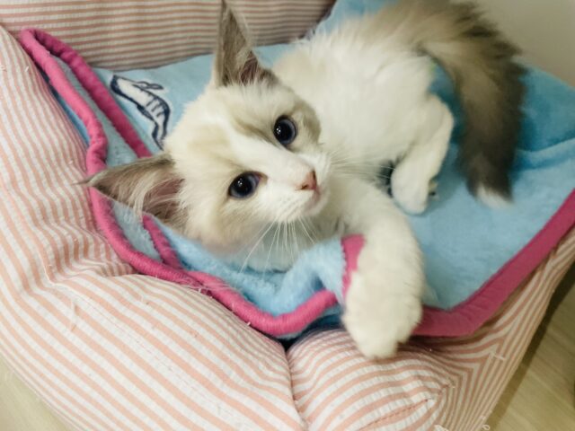 撫でられるのが大好き！甘えん坊のラグドールちゃん！