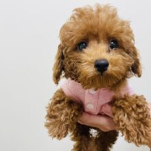 元気いっぱい！かまってかまってトイプードルちゃん！