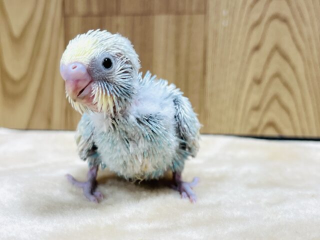 ヨチヨチ歩きが愛おしい💗セキセイインコ(パステルカラーレインボー) ヒナ