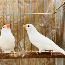 真っ白ペア♡白キンカチョウ ペア