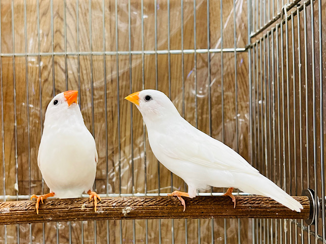 真っ白ペア♡白キンカチョウ ペア