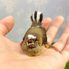 ちびちび💕十姉妹 2023年7月生まれ