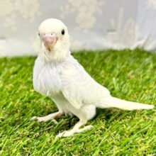 薄く綺麗💜セキセイインコ (スパングル) 2023年7月生まれ