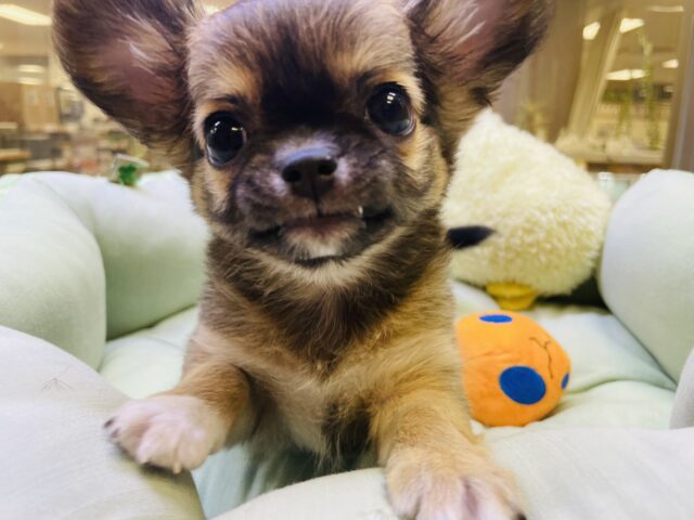 ニッコニコ！スマ〜イルッ☆チワワちゃん！