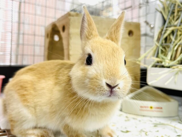 【画像更新🪄なでなで大好き♡】元気印がチャームポイント‪☆ネザーランドドワーフ(オレンジ) 男の子