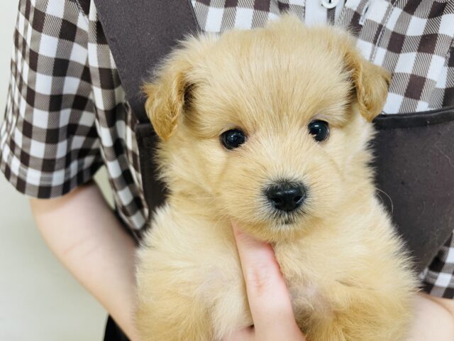あまりの可愛さに驚かないでね！？ミックス犬ちゃん(ポメラニアン×トイプードル)