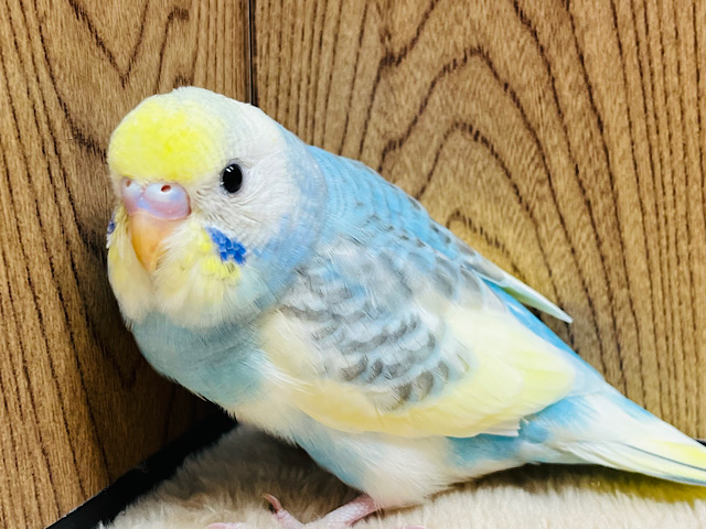 【最新画像更新🪄】仕草も表情も豊かです♪セキセイインコ(パステルレインボーパイド) ヒナ