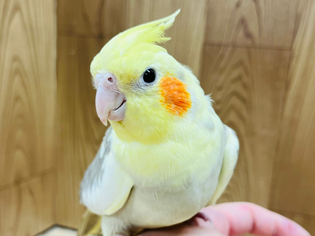 【最新画像更新🪄ひとり餌になりました！】推しカラー✨️上目遣いが上手な子♡オカメインコ(シナモンパイド) ヒナ