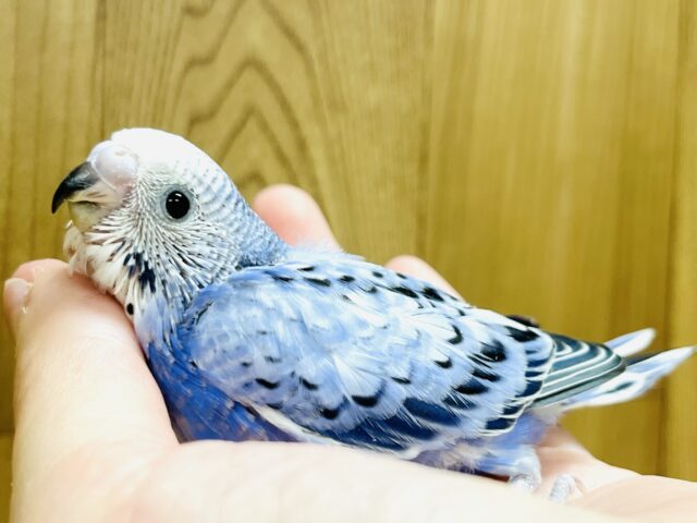 お顔の可愛さNo.1！？✨️セキセイインコ(オパーリン) ヒナ